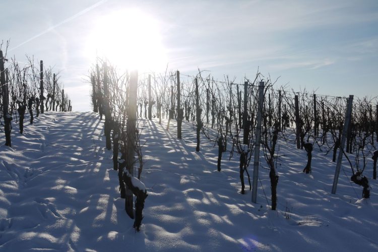 Vines i the snow
