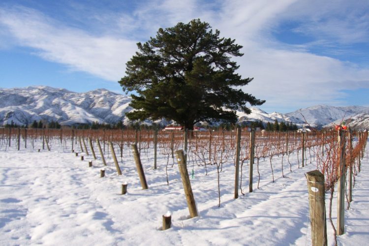 The Wooing tree in Winter