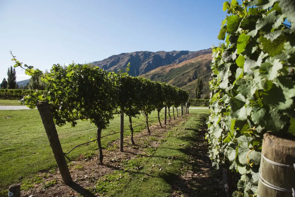 Rows of grapevines in Gibbston Valley with mountains in the background.