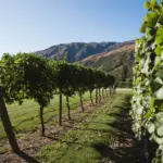 Rows of grapevines in Gibbston Valley with mountains in the background.