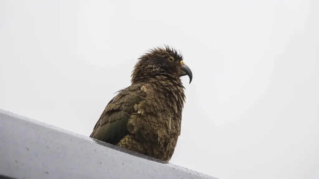 Native kea perched on a railing during a Fiordland National Park tour