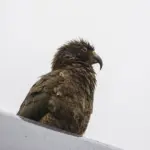 Native kea perched on a railing during a Fiordland National Park tour