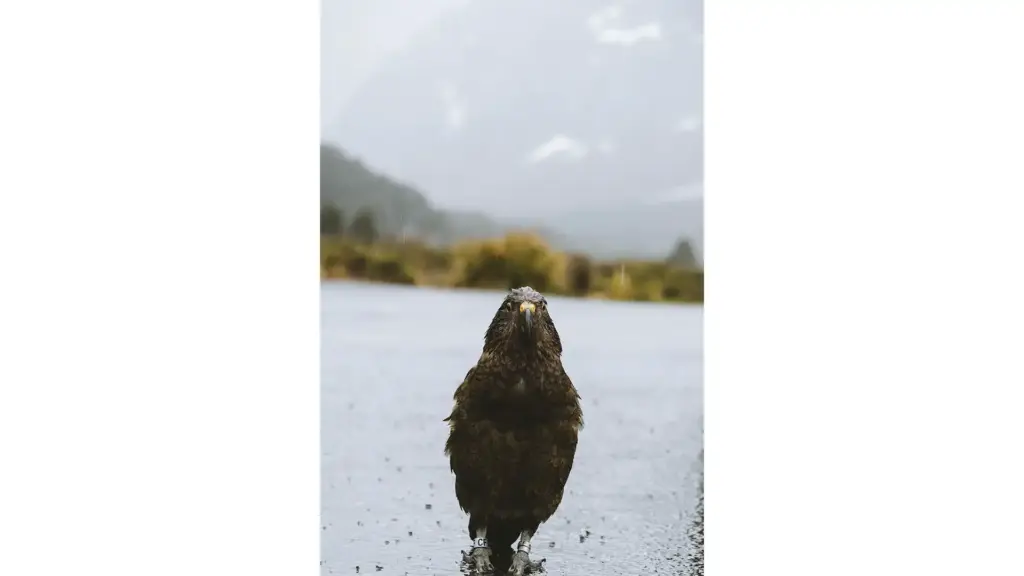 Wet native kea standing on the road in Fiordland National Park