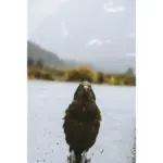 Wet native kea standing on the road in Fiordland National Park